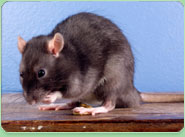 rat control Dulwich Village