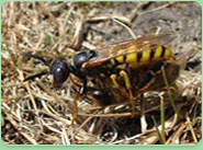 wasp control Dulwich Village